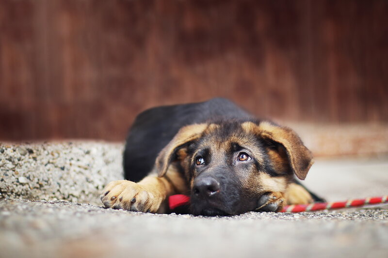puppy lying on concrete