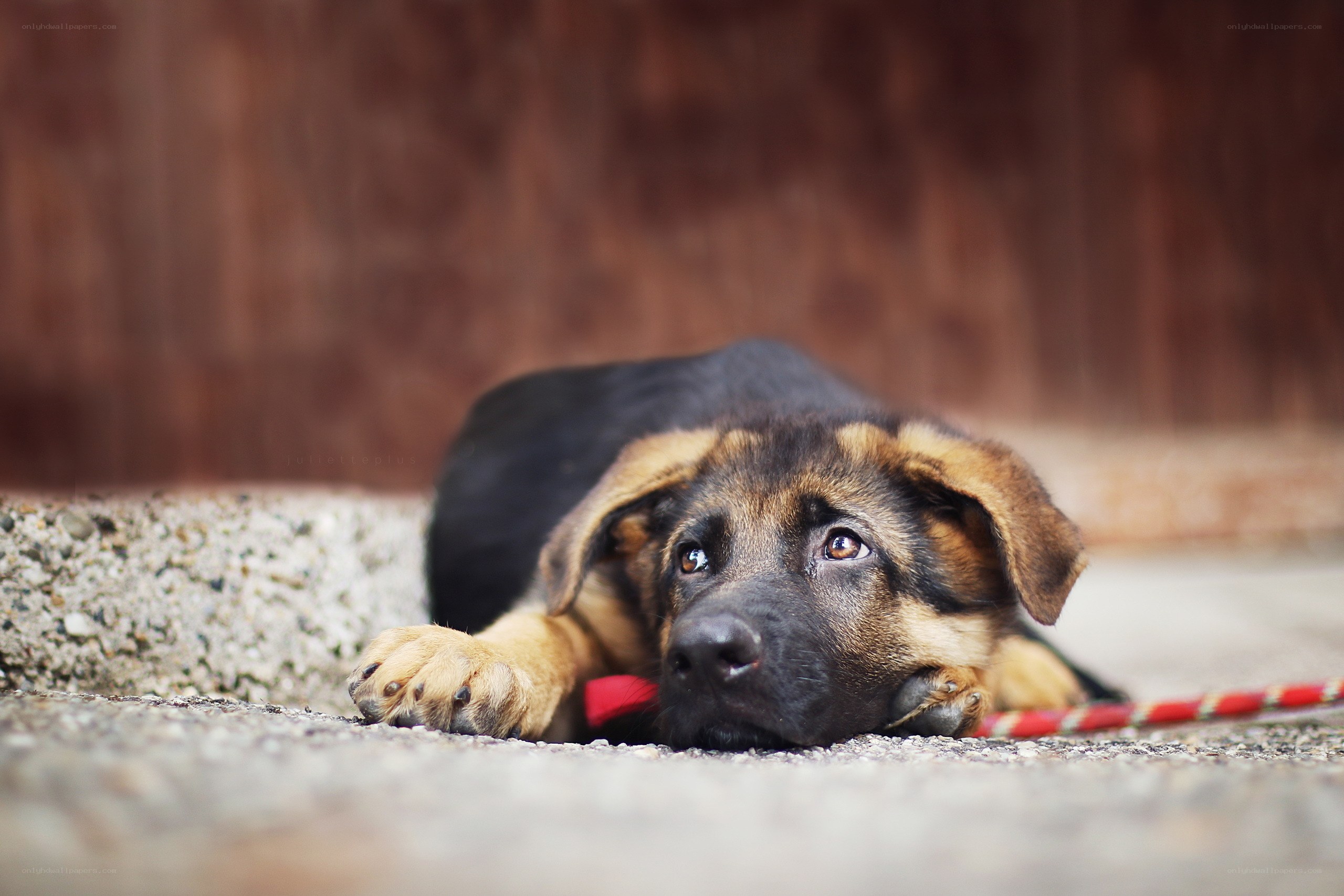 puppy lying on concrete