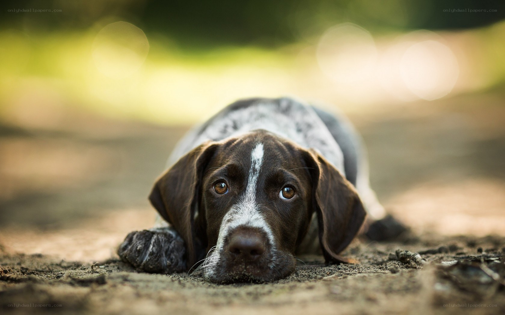 puppy lying on dirt path