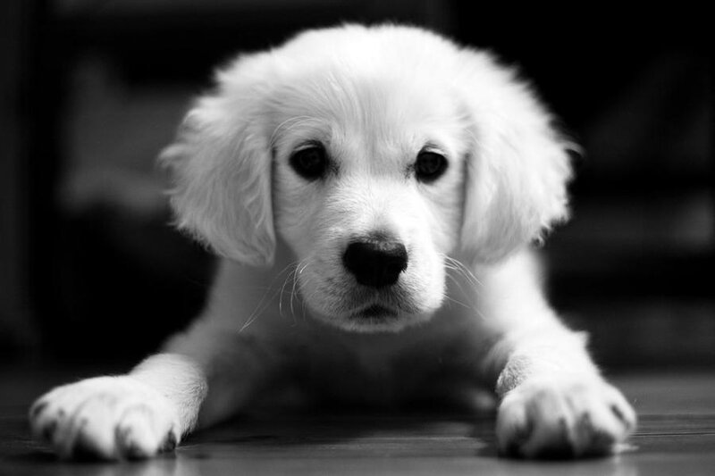 puppy lying on floor