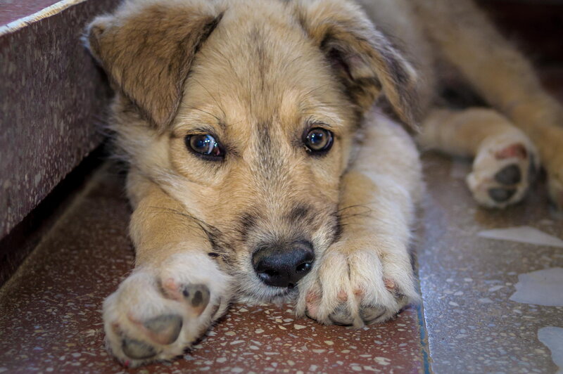 Puppy Lying on Floor — Brown, Calm, Photograph