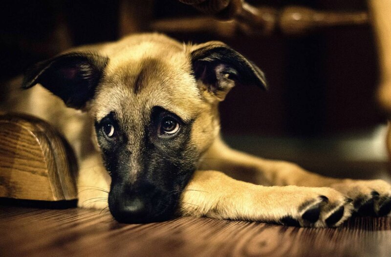Puppy Lying on Floor — Brown, Calm