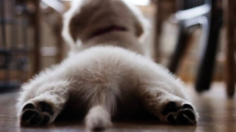 Puppy Lying on Floor — White