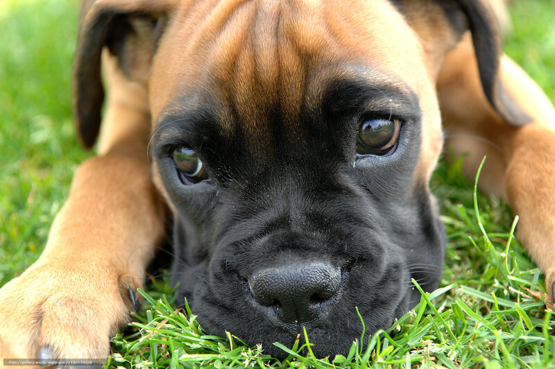 puppy lying on grass