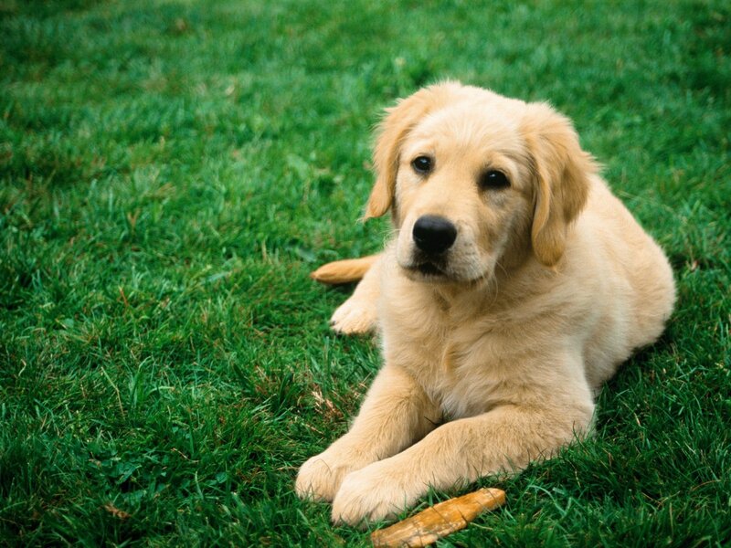puppy lying on grass