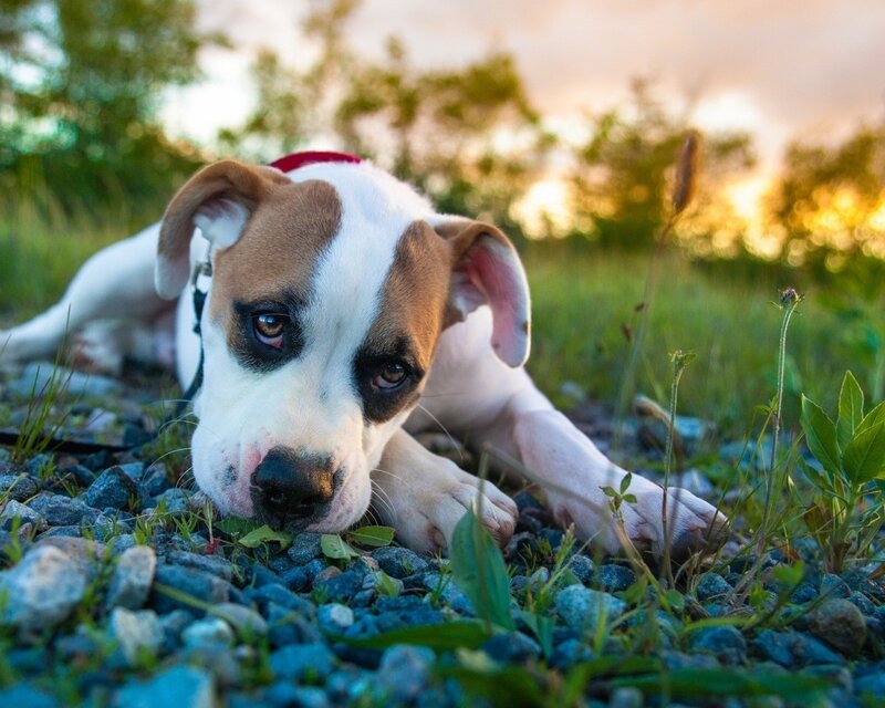 puppy lying on gravel