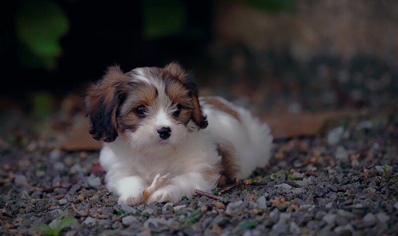 Puppy Lying on Gravel — White, Calm, Photograph
