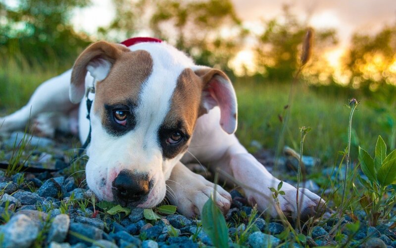 Puppy Lying on Gravel — White, Calm