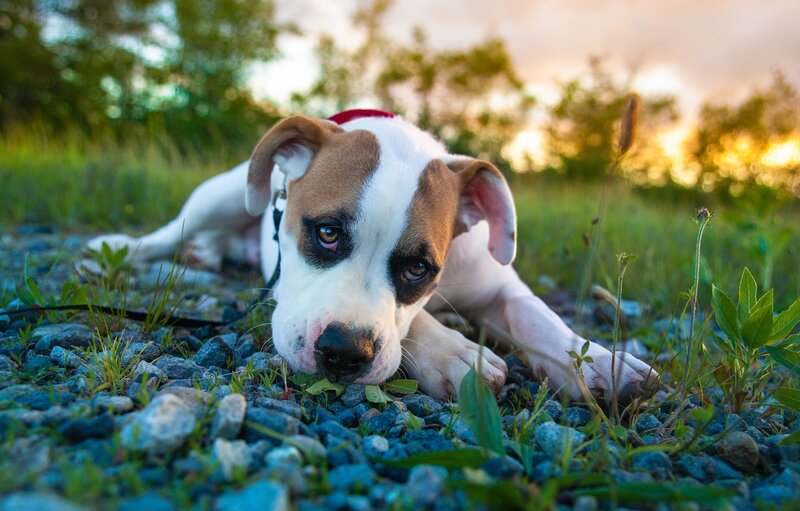 Puppy Lying on Gravel — White
