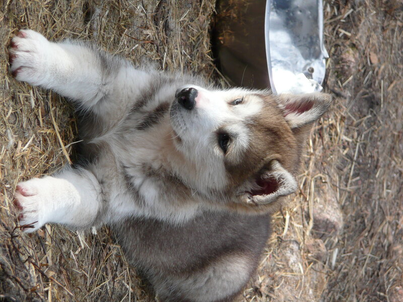 puppy lying on hay