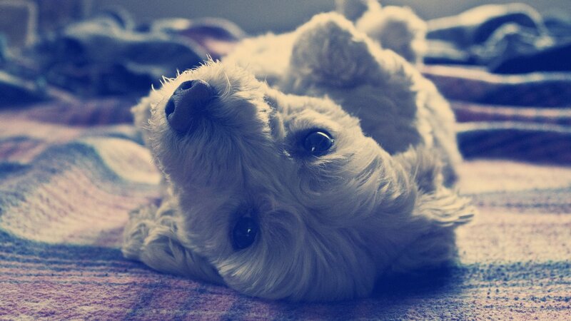 puppy lying on its back