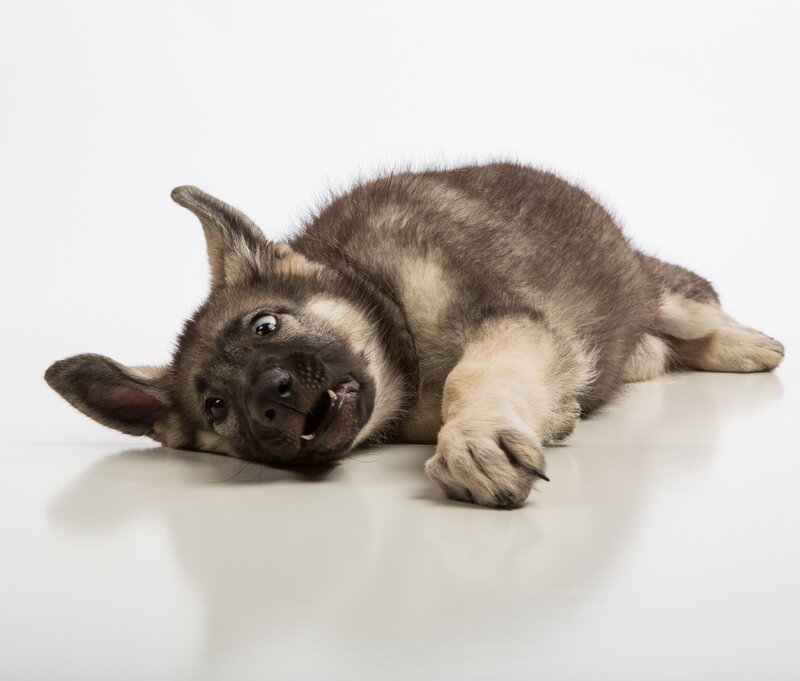 Puppy Lying on Side