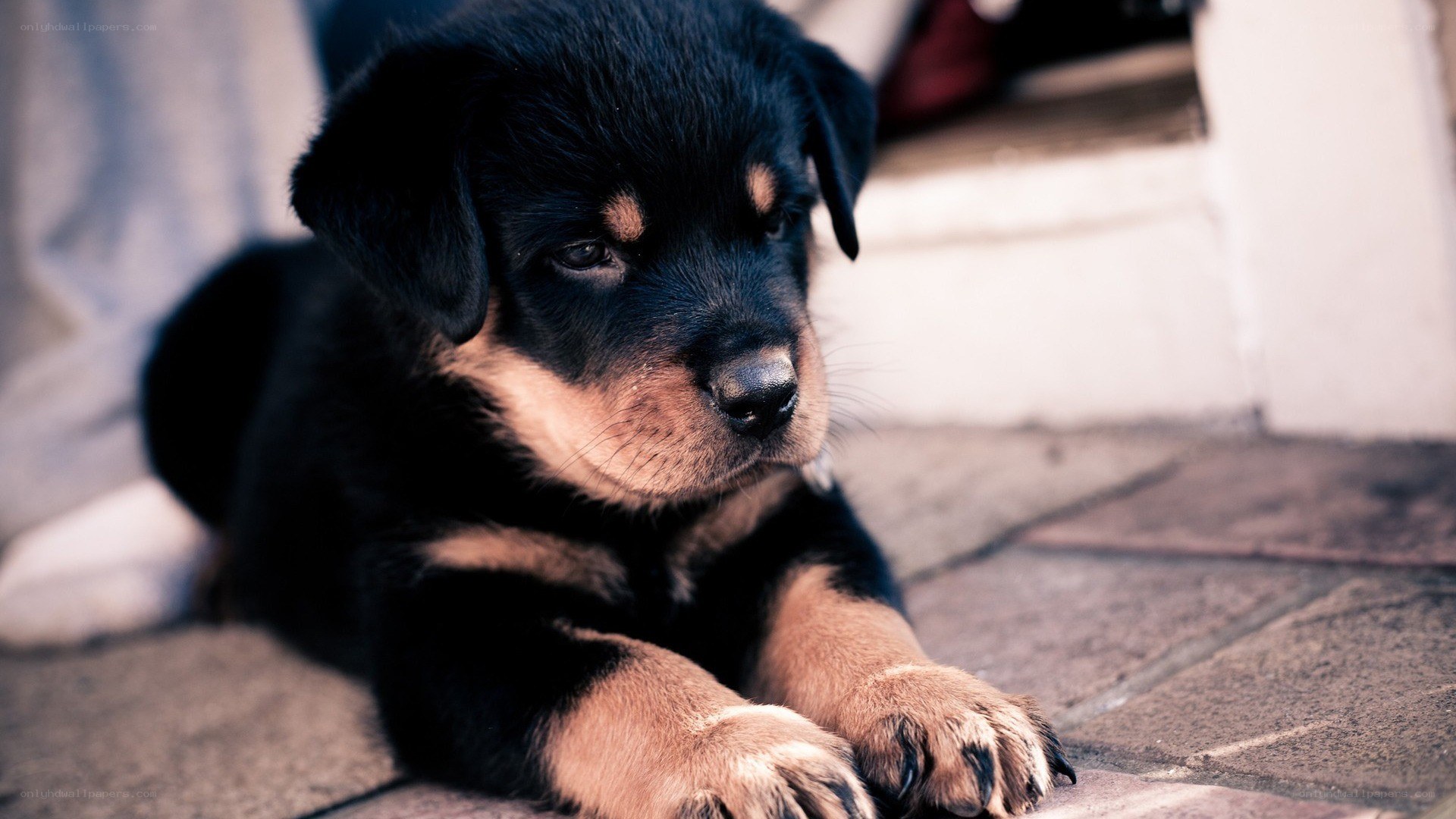 puppy lying on stone floor