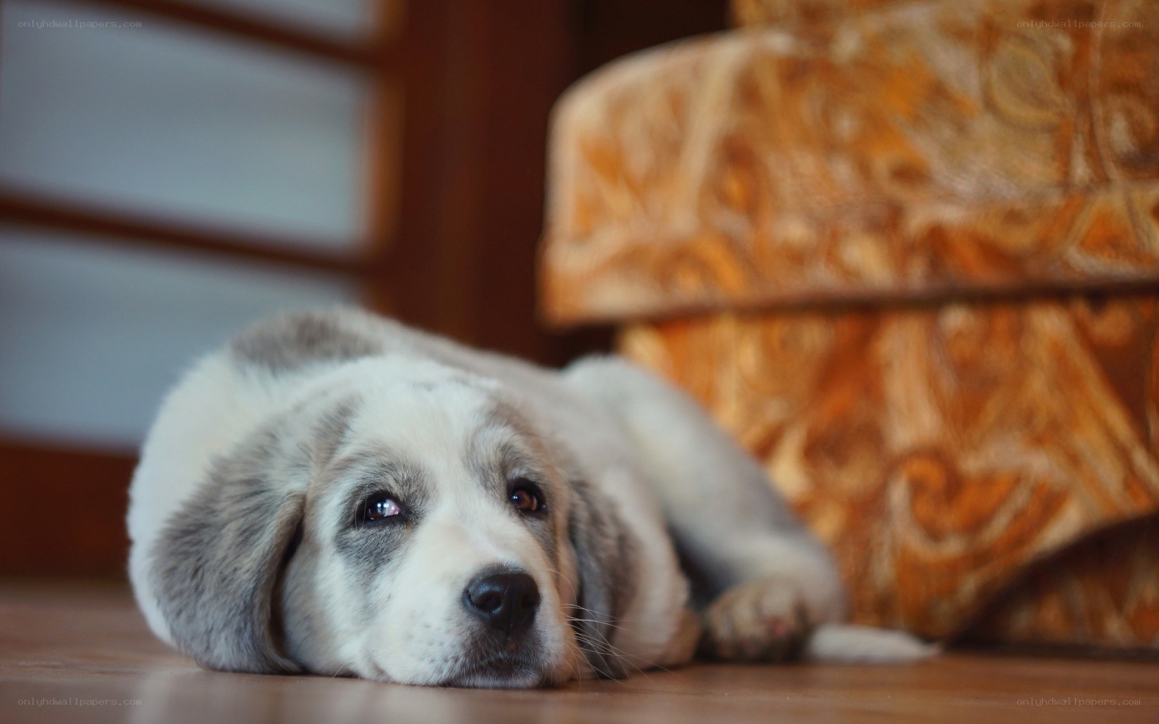 puppy lying on the floor