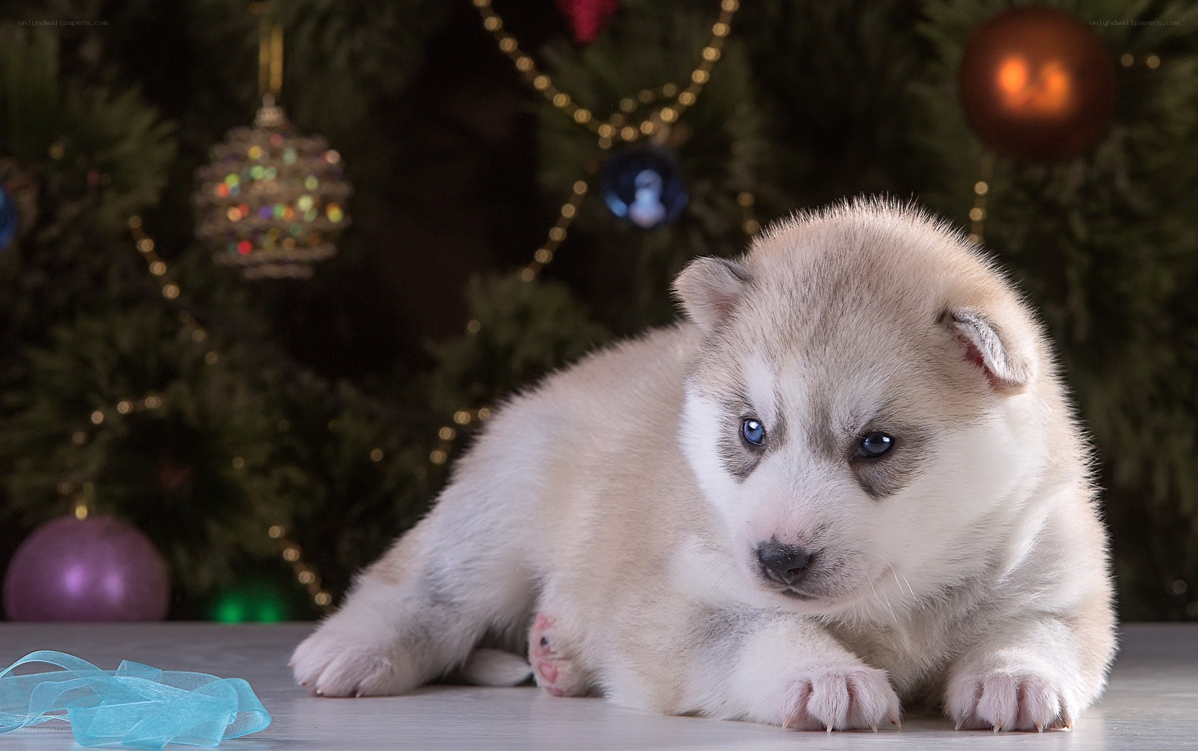 puppy near christmas tree
