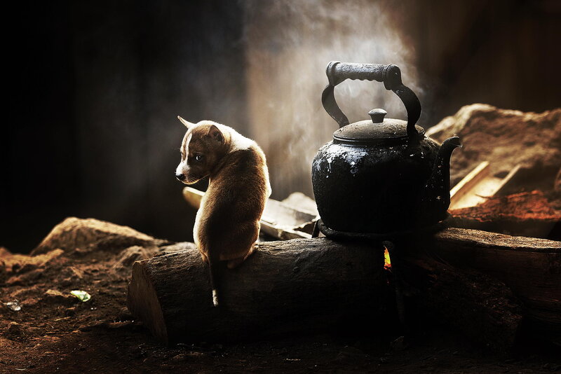 Puppy Near Kettle