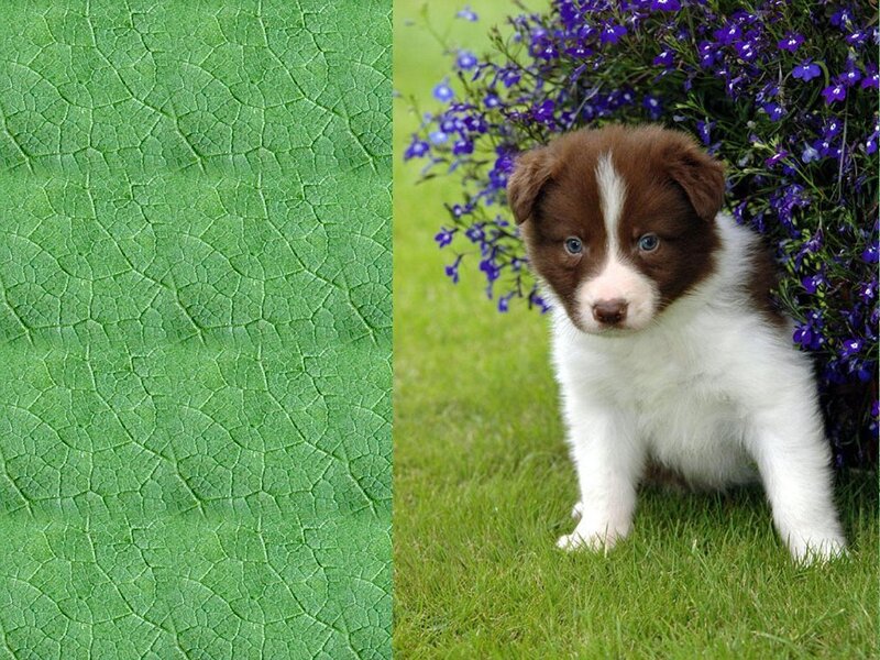 puppy near purple flowers