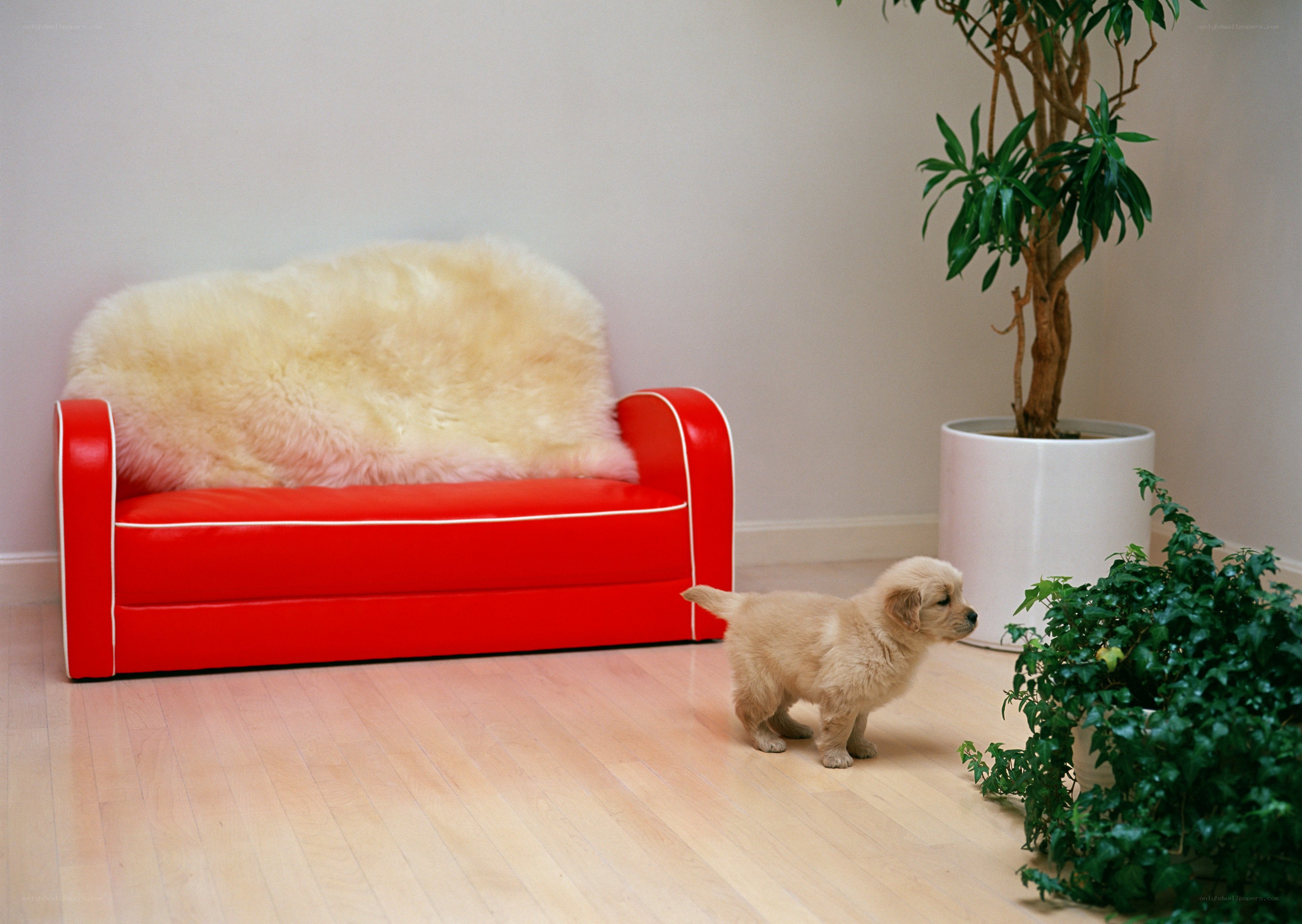 Puppy near red sofa