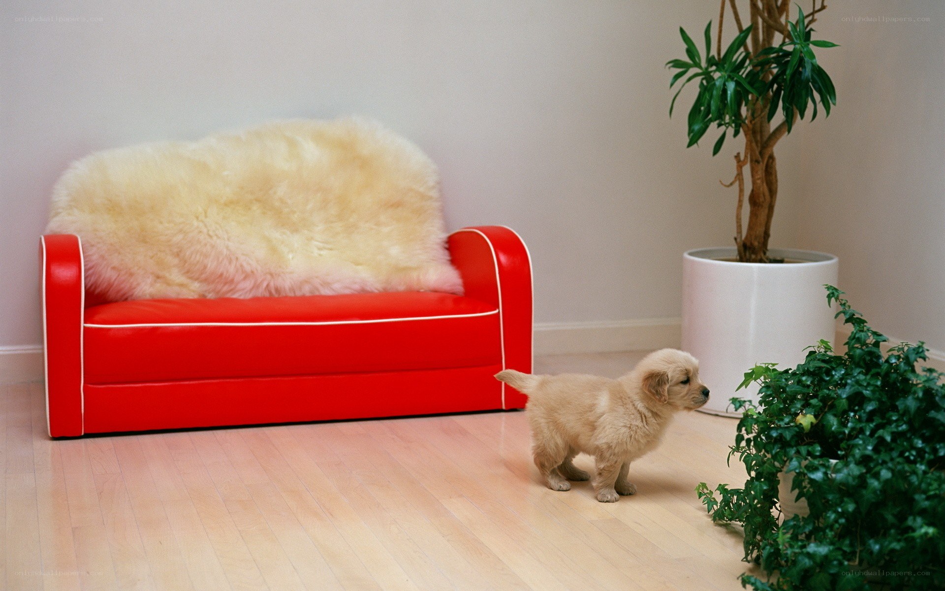 Puppy near red sofa