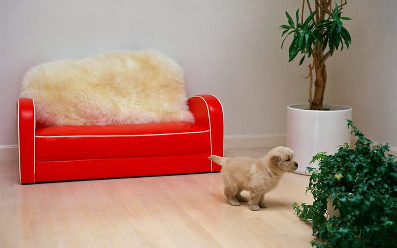 Puppy near red sofa