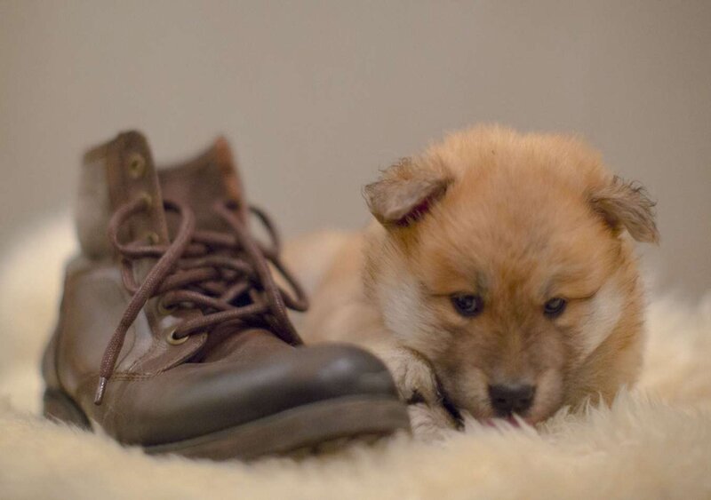 Puppy Next to Boot