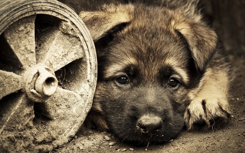 Puppy Next to Wheel — Brown, Melancholic