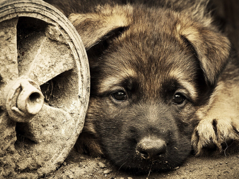 Puppy Next to Wheel — Brown
