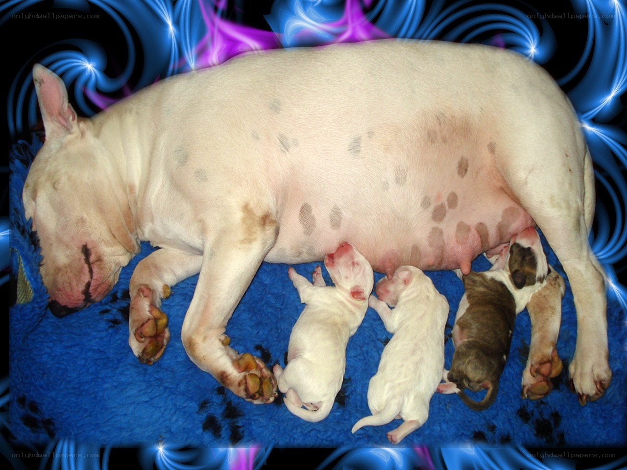 Puppy nursing from mother