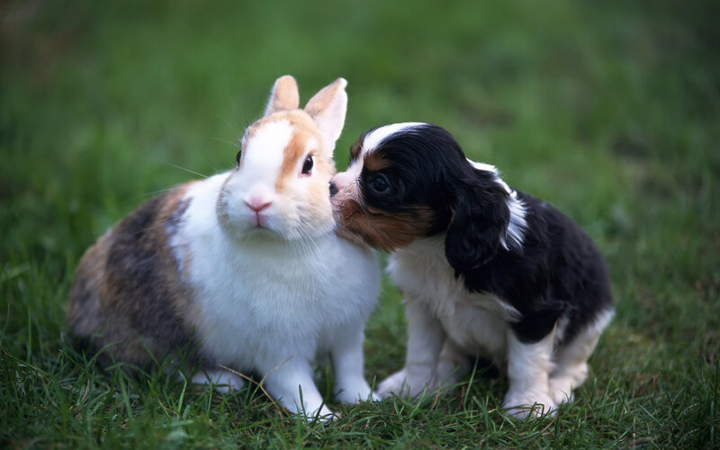 puppy nuzzling a rabbit