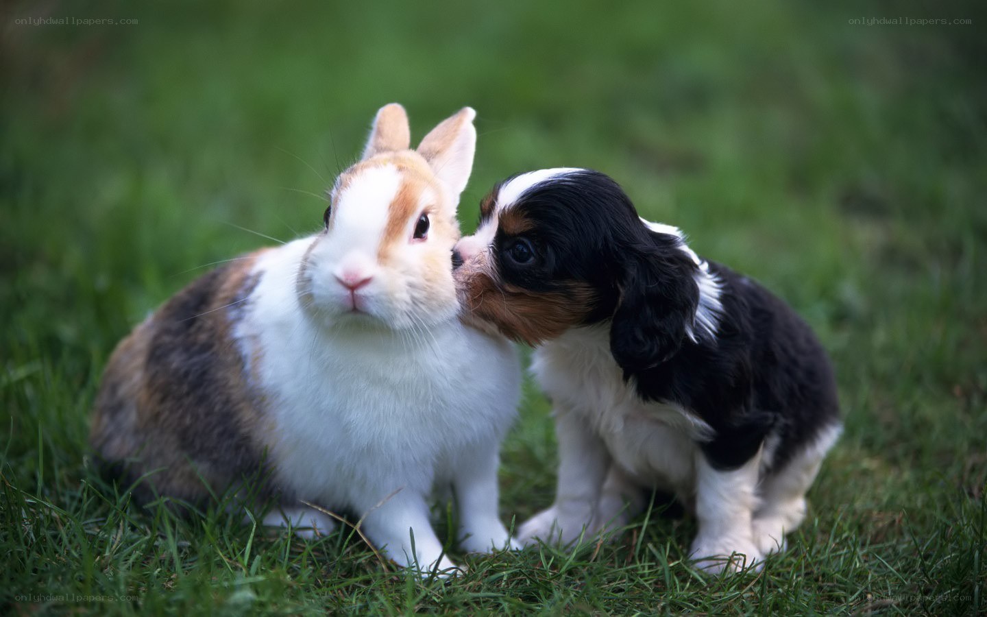puppy nuzzling a rabbit