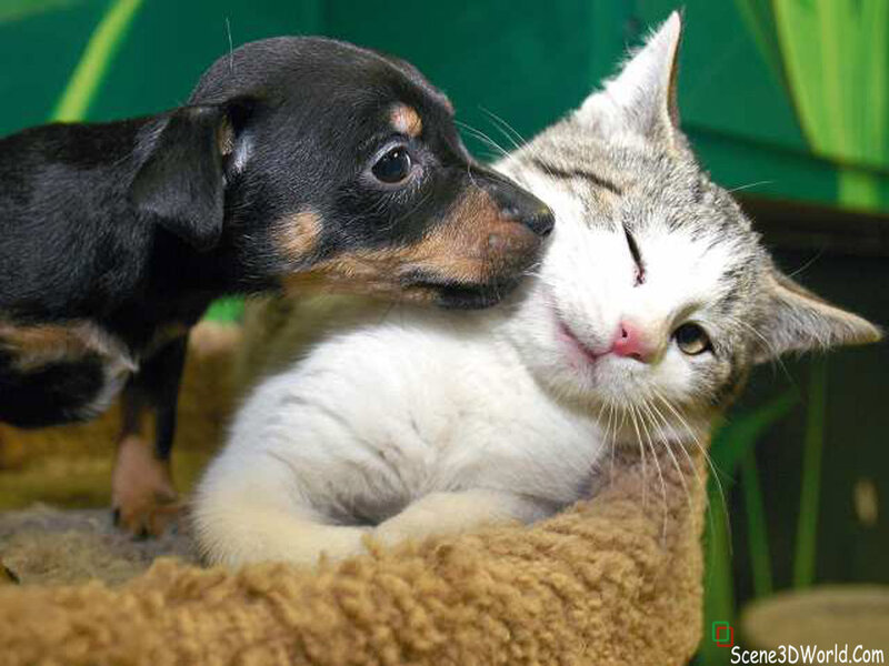 Puppy Nuzzling Cat