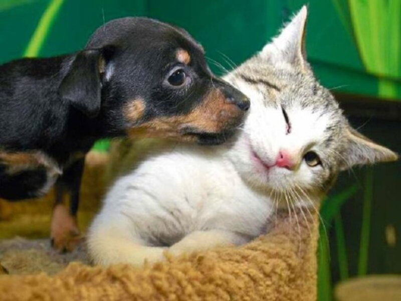 Puppy Nuzzling Cat — White, Calm