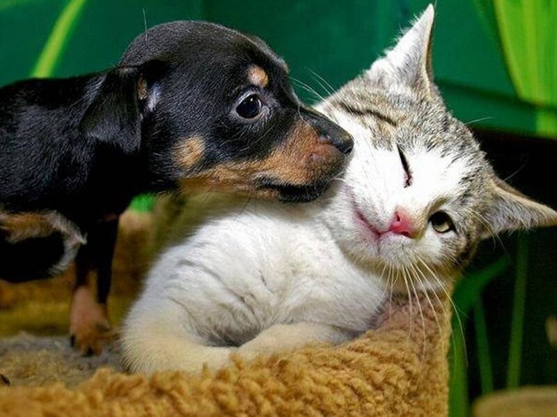 Puppy Nuzzling Cat — White