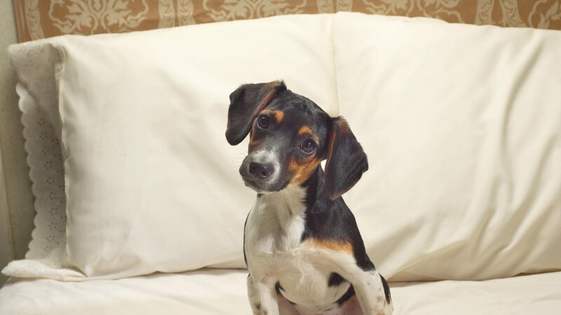 puppy on a bed