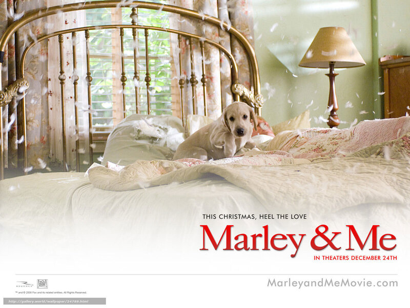 Puppy on a Bed — White