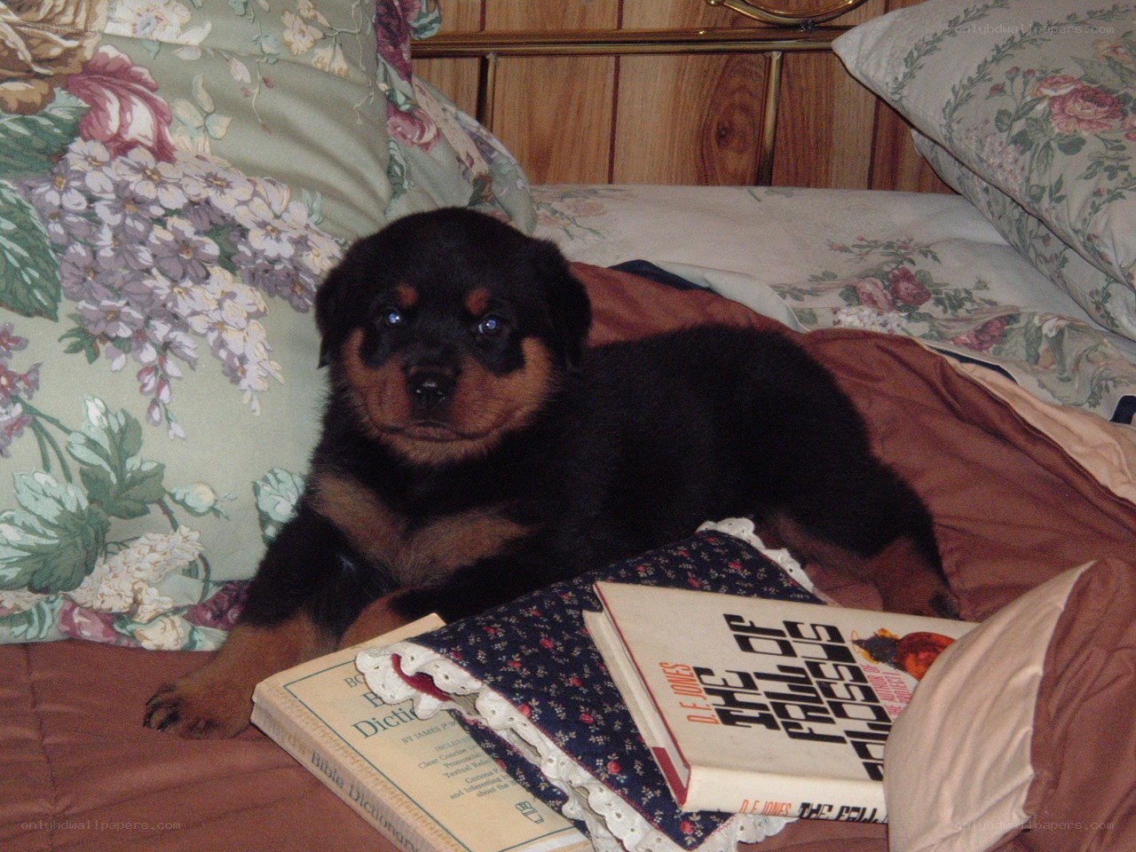 Puppy on a bed with books