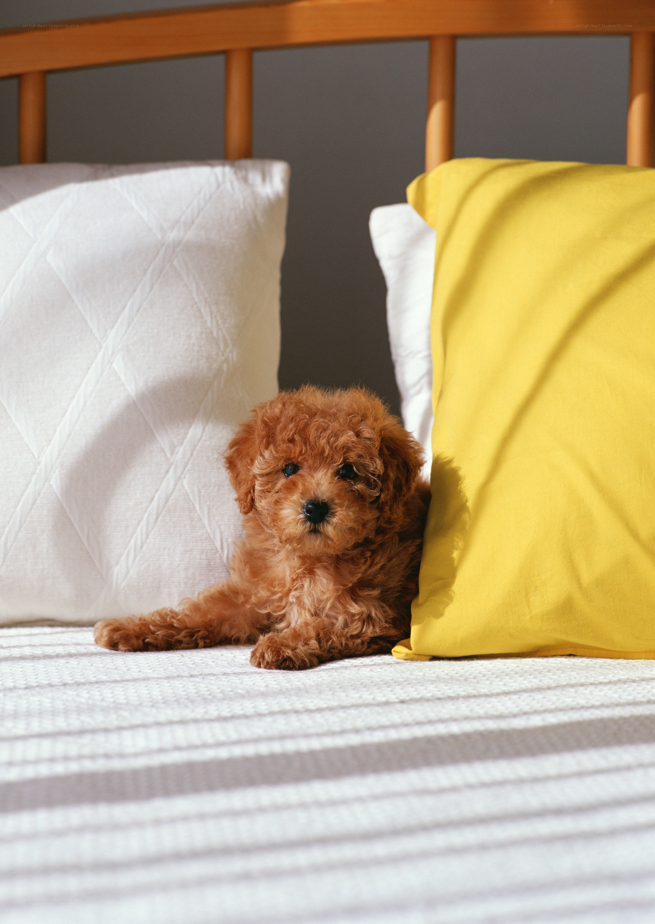 Puppy on a bed with pillows