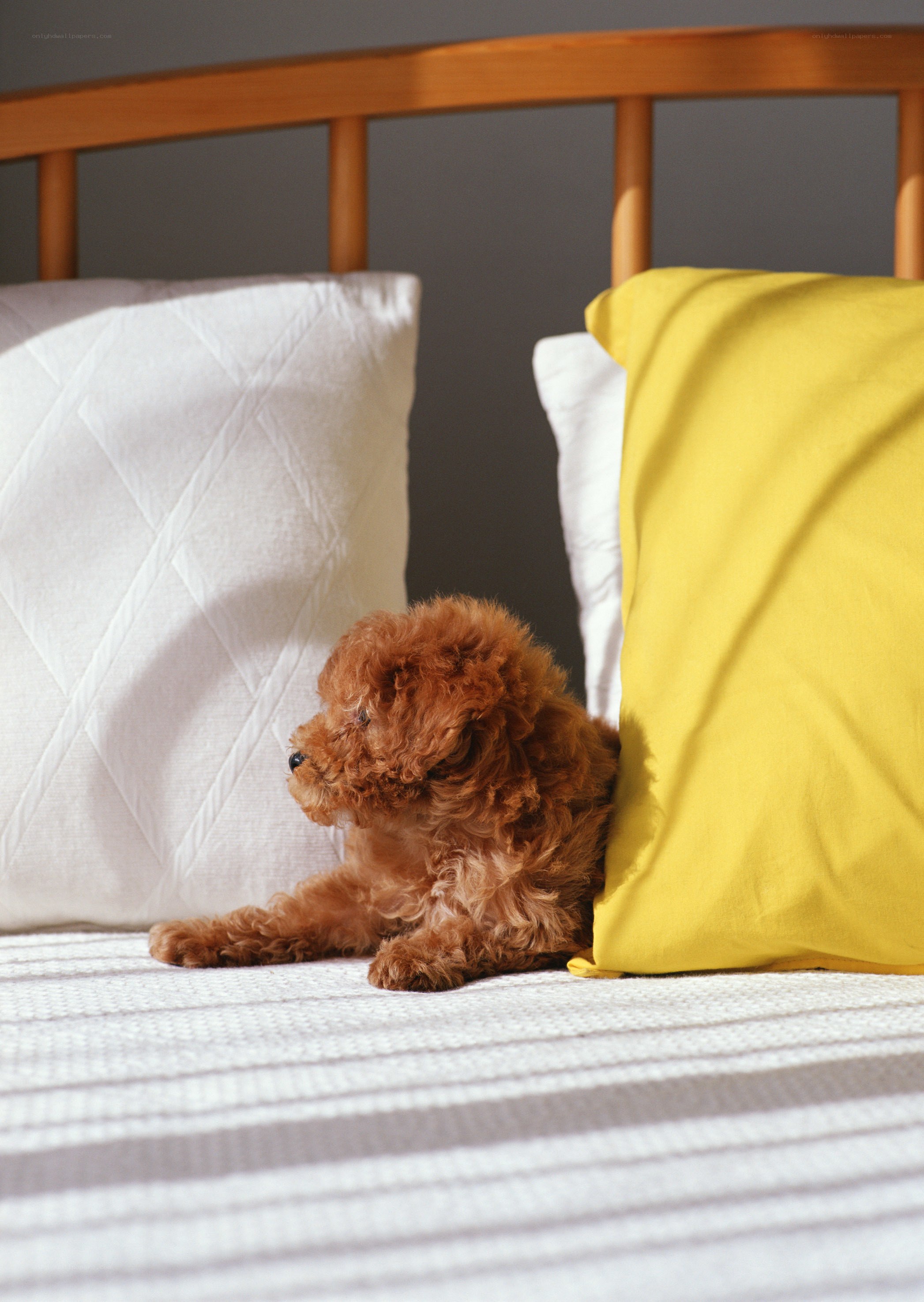 Puppy on a bed with pillows