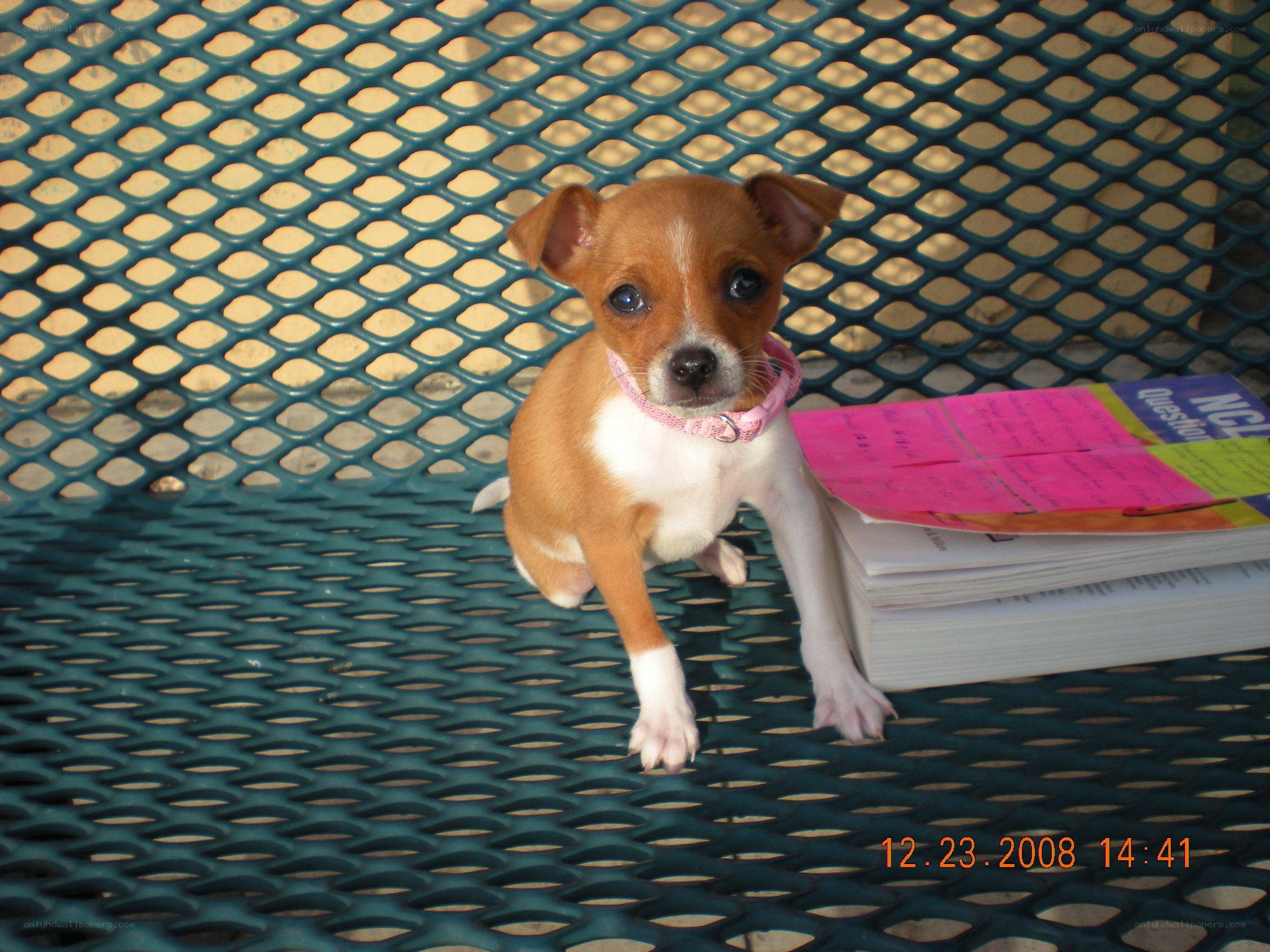 Puppy on a bench with books