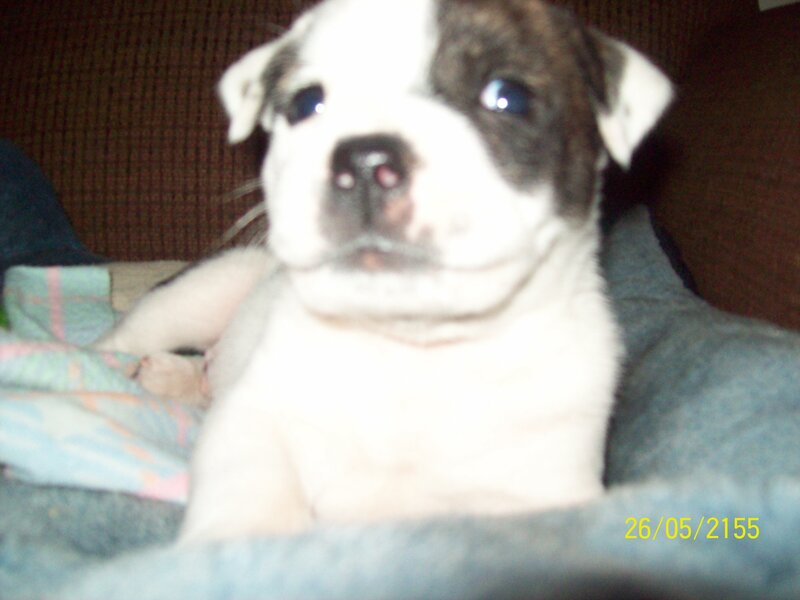 puppy on a blanket