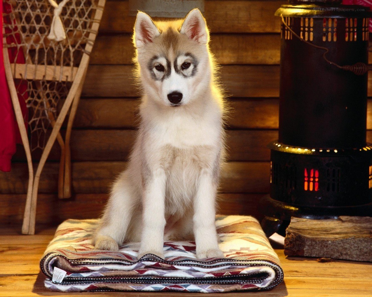 Puppy on a blanket in cabin