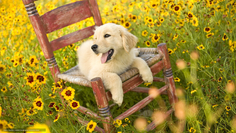 Puppy on a chair in a flower field