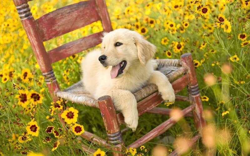 puppy on a chair in flowers