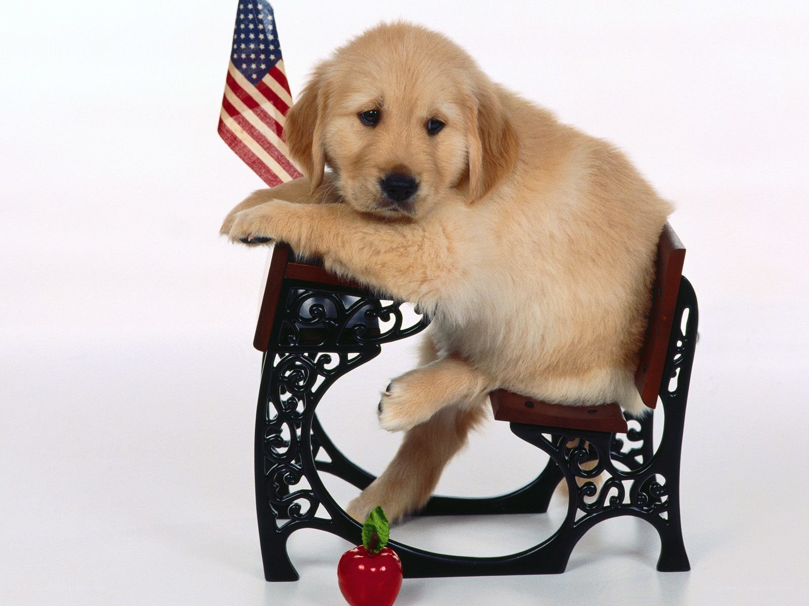 puppy on a chair with flag
