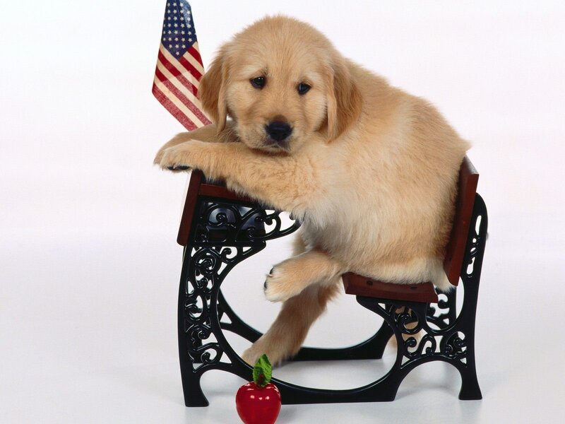 puppy on a chair with flag