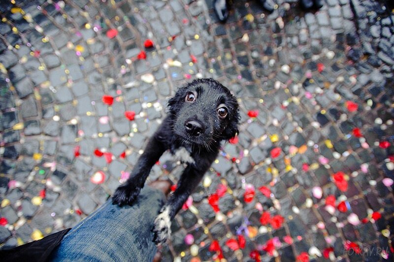 puppy on a cobblestone street