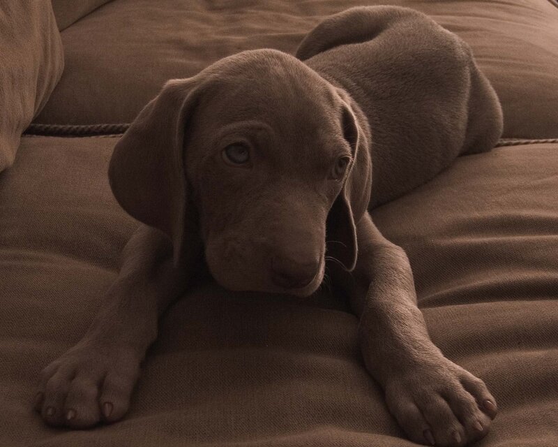 puppy on a couch
