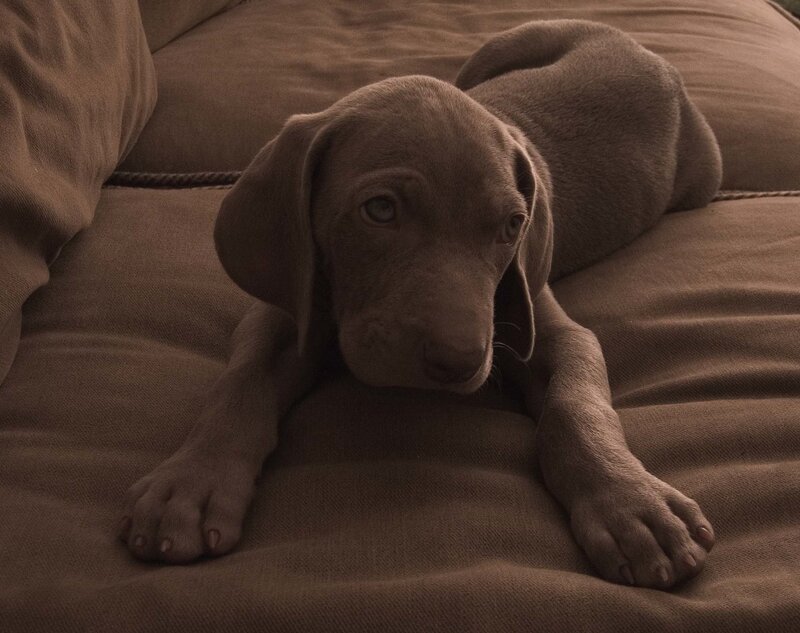 puppy on a couch