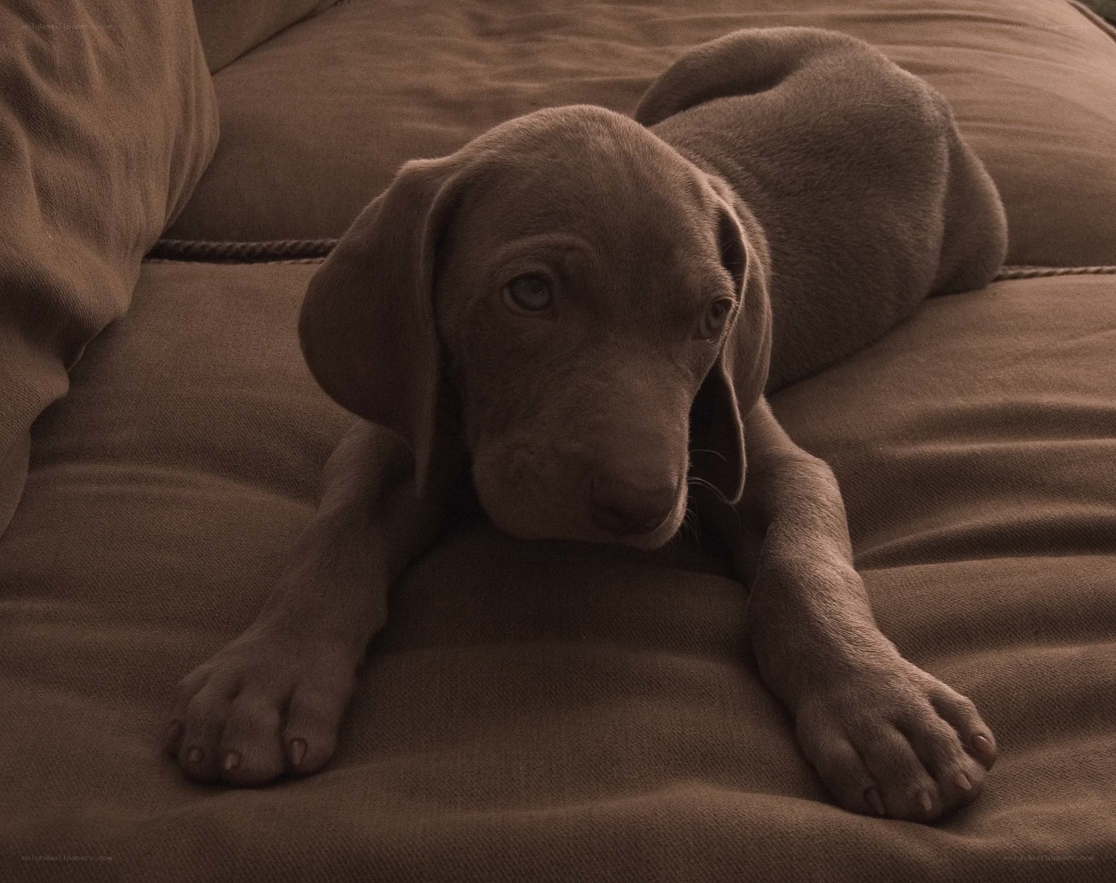 puppy on a couch