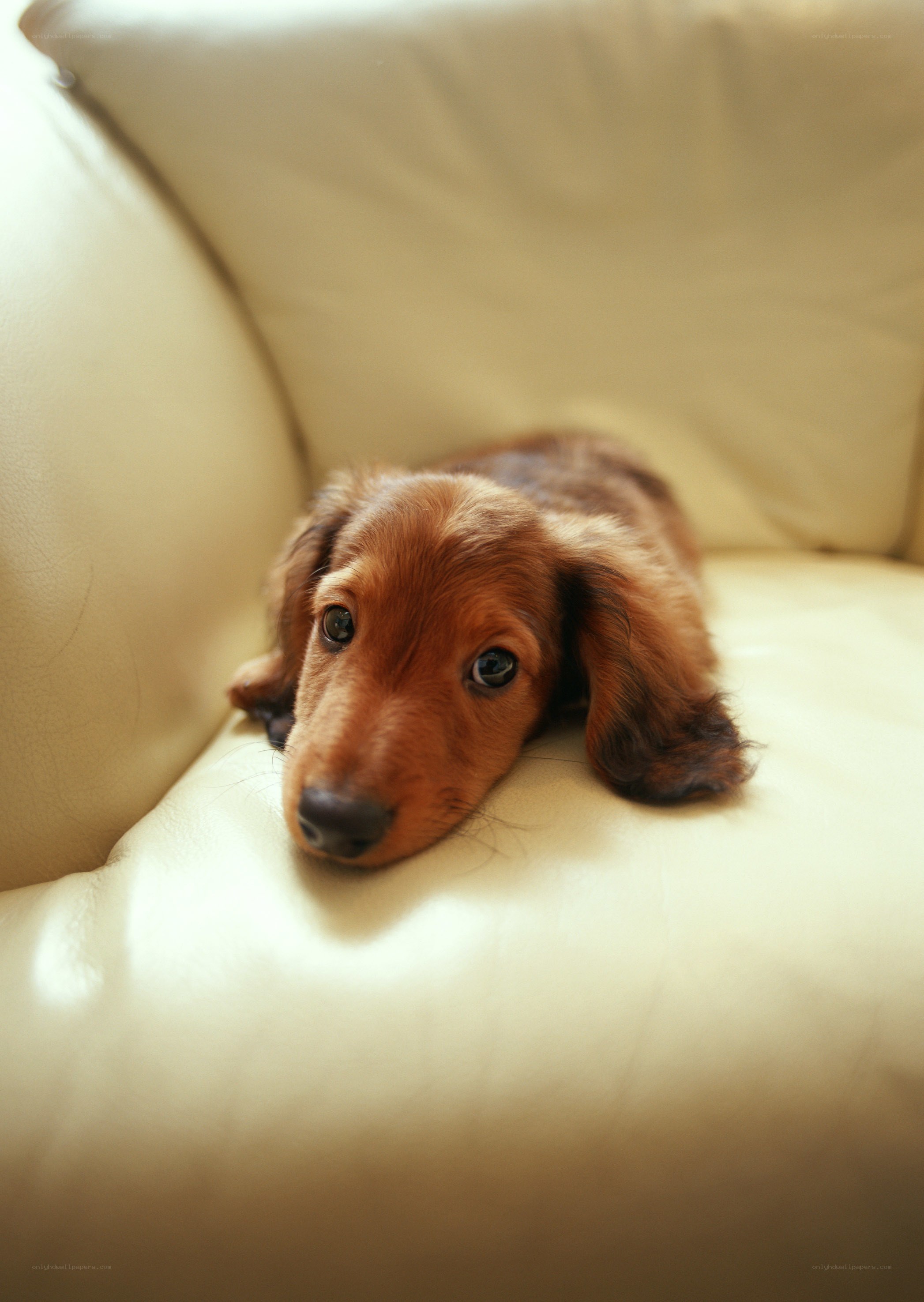 puppy on a couch